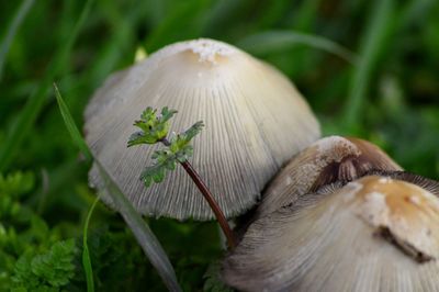 Close-up of plant against blurred background