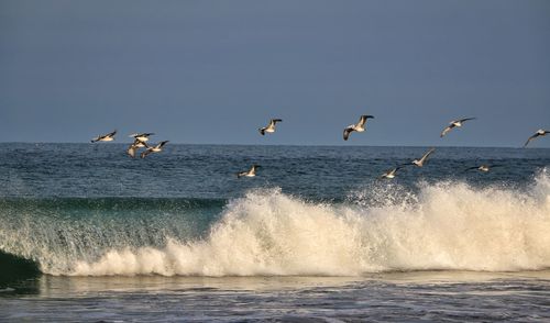 Seagulls flying over sea against sky