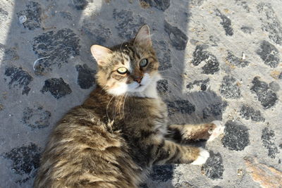 High angle portrait of cat by wall