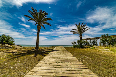 View of palm trees against sky