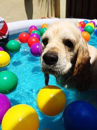 Close-up of cocker spaniel dog with colorful balls in pool