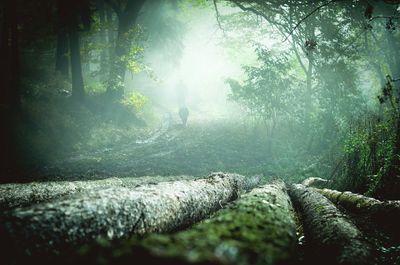 Trees in forest