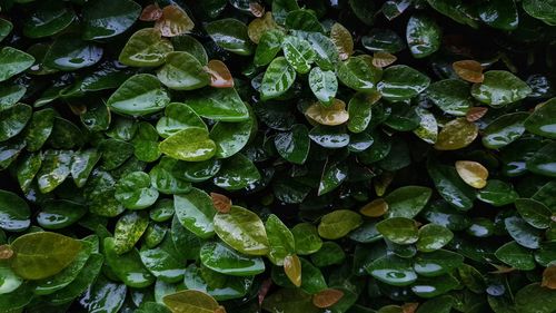 Full frame shot of raindrops on leaves