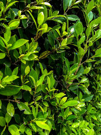 Full frame shot of green leaves