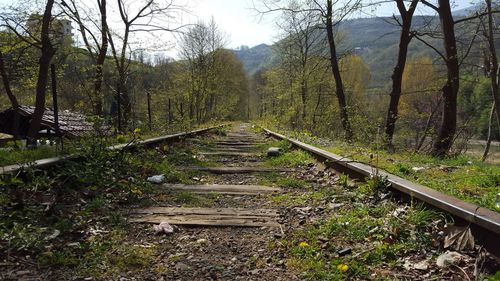 Road passing through forest