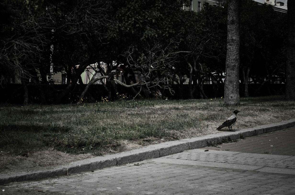 tree, animal themes, bird, road, street, wildlife, grass, animals in the wild, one animal, nature, outdoors, footpath, shadow, park - man made space, no people, night, sunlight, growth, transportation, tree trunk