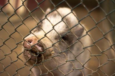 Close-up of pig in cage at farm