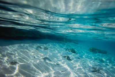 Close-up of swimming underwater