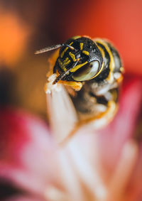 A closeup and lucky shot of what i think is a ceratina nigrolateralis. 