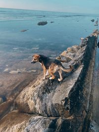 The dog looks at the sea