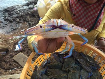 Midsection of fisherwoman holding crab