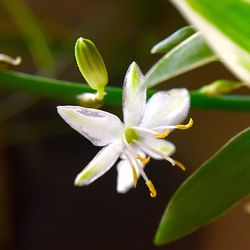 Close-up of flower against blurred background
