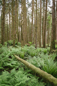 Pine trees in forest