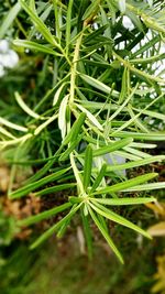 Close-up of leaves