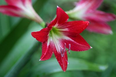 Close-up of red flowering plant