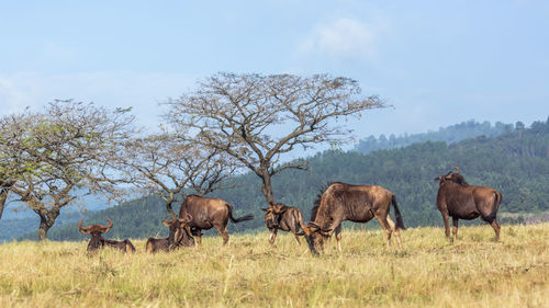 Horses in a field