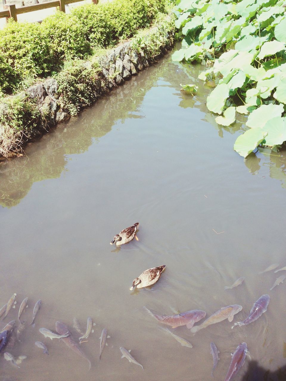 water, high angle view, animal themes, lake, animals in the wild, wildlife, duck, swimming, pond, reflection, nature, bird, day, waterfront, floating on water, rippled, outdoors, beauty in nature, tranquility, leaf