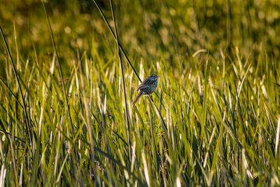 Bird perching on plant