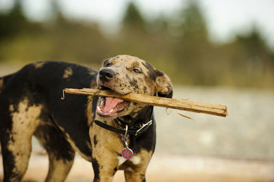 Playful catahoula leopard dog carrying stick in mouth