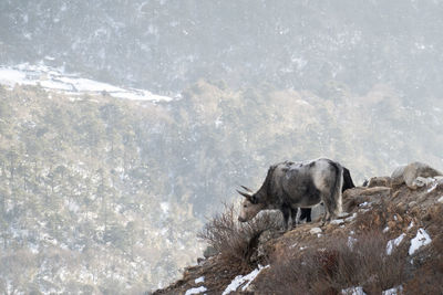 Sheep in a snow