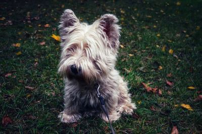 High angle view of dog on field