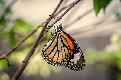 Close-up of butterfly pollinating