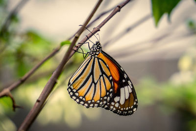 Close-up of butterfly on plant