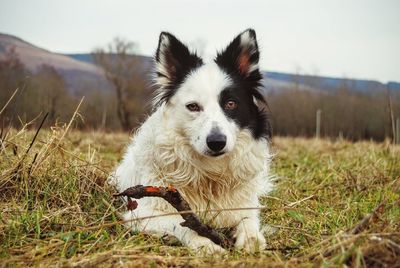 Portrait of dog on field