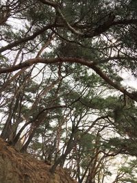 Low angle view of tree against sky