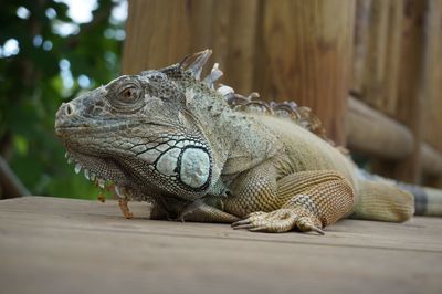 Close-up of reptile looking away