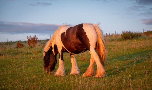 Horse grazing in a field