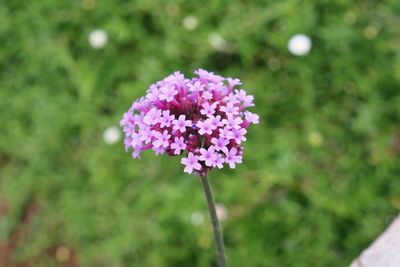 Close-up of pink flowering plant