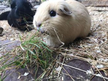 Close-up of rabbit