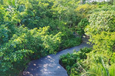 Road amidst trees in forest