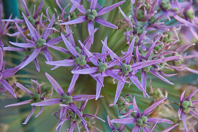 Close-up of purple flowering plant