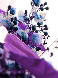 Close-up of purple flowers