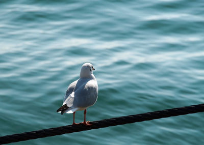 Seagull perching on railing against sea