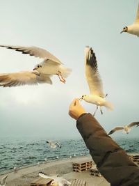 Low angle view of seagull flying over beach