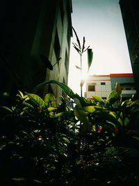 Close-up of plant in city against sky