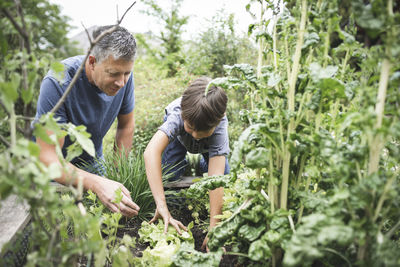 Father looking at son gardening raised bed at back yard