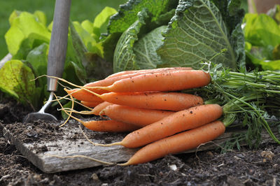 Close-up of fresh vegetables in farm