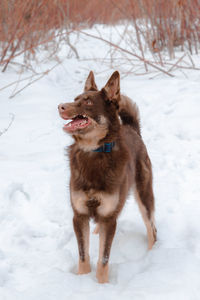 Dog on snow covered field