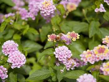 Close-up of pink flowering plants