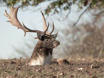 Close-up of deer sitting on land