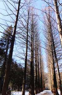 Low angle view of bare trees in winter