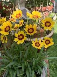 Close-up of yellow flowering plants