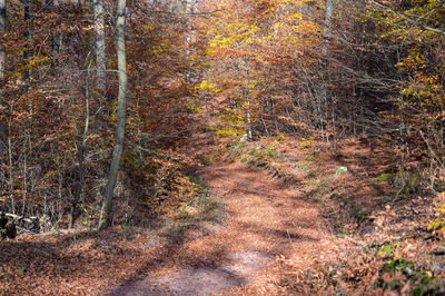 View of trees growing in forest during autumn
