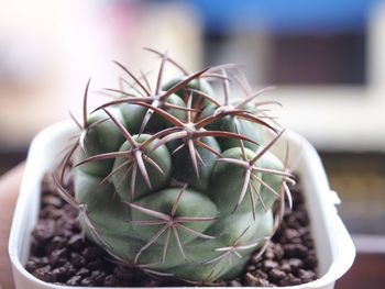 Close-up of succulent plant