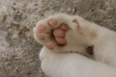 Close-up of sleeping cat