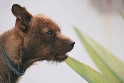 Close-up of dog